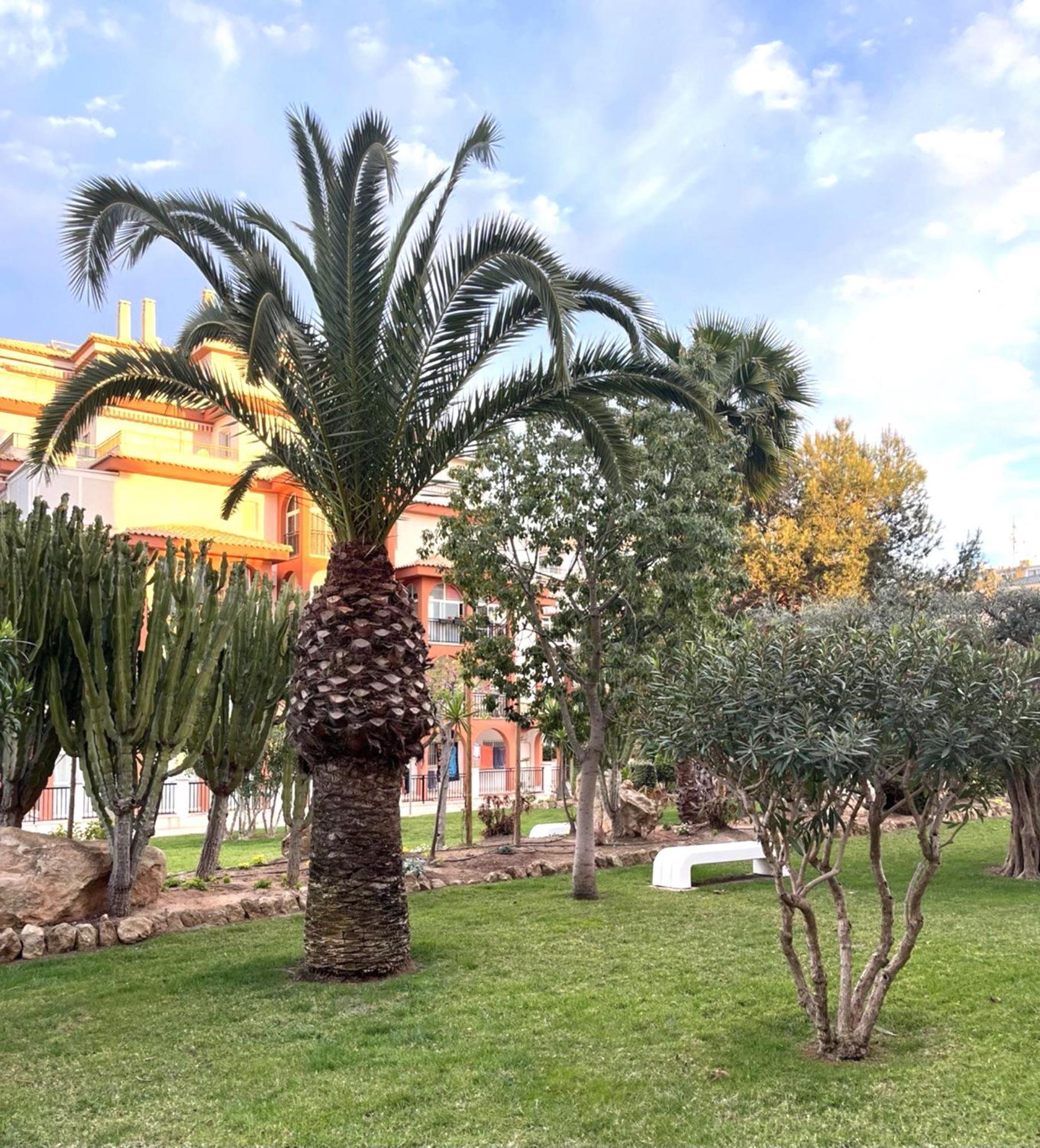 Ferienwohnung Grace Torrevieja Exterior foto